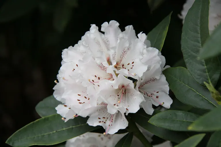 Photo of R. 'Heatherside Beauty', Rhododendron Hybrid
