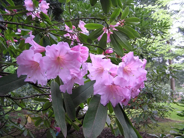 Photo of R. 'Heavenly Scent', Rhododendron Hybrid