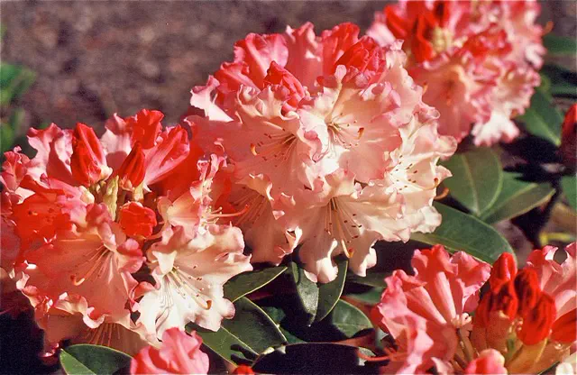 Photo of R. 'Heidi's Love', Rhododendron Hybrid