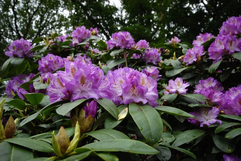 Photo of R. 'Hymen', Rhododendron Hybrid