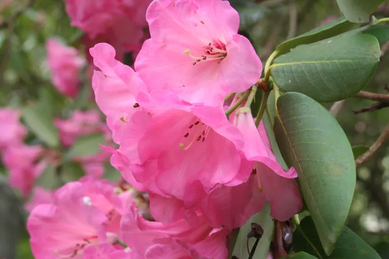 Photo of R. 'Edith Carey', Rhododendron Hybrid