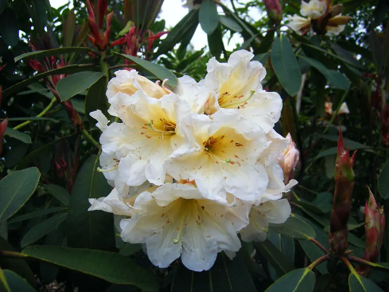 Photo of R. 'Summer Ivory', Rhododendron Hybrid
