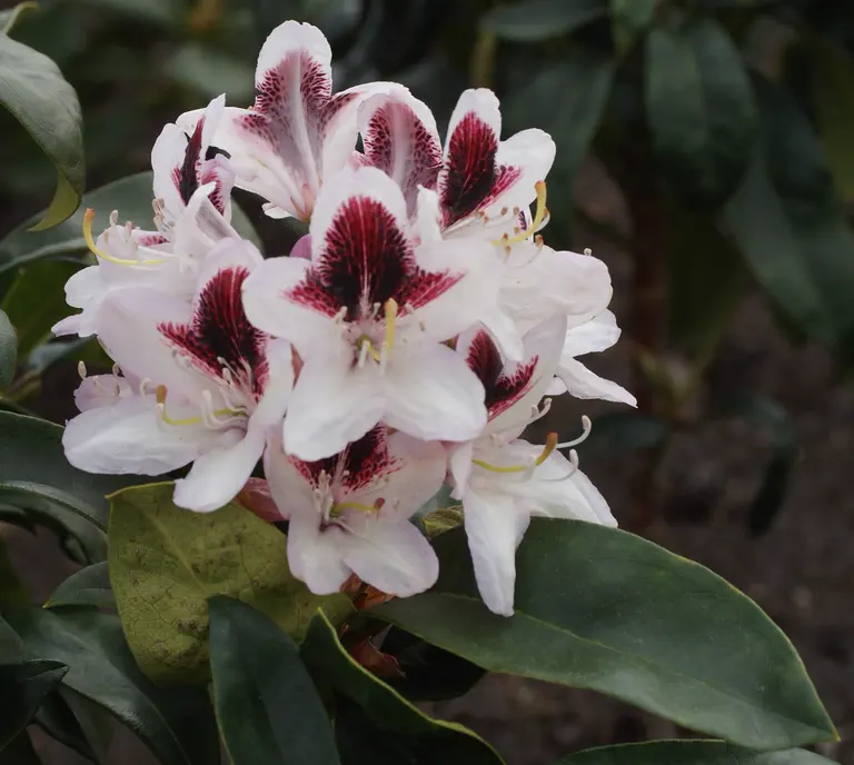 Photo of R. 'Francis B. Hayes', Rhododendron Hybrid