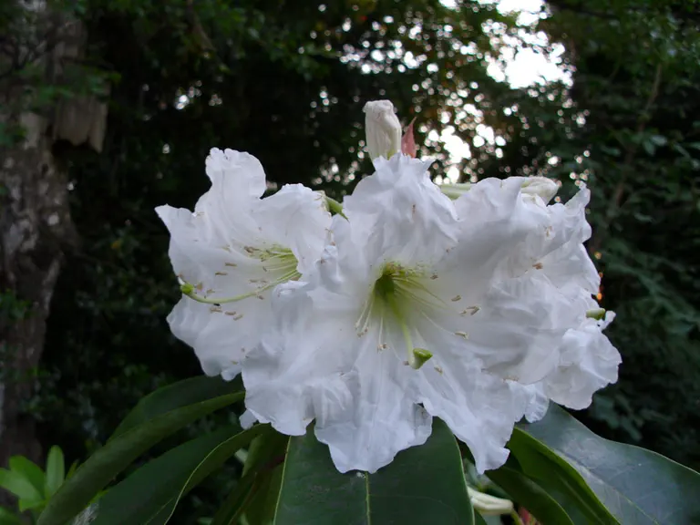 Photo of R. 'Summer Lightning', Rhododendron Hybrid