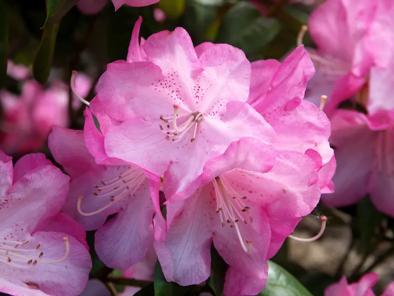 Photo of R. 'Vater Böhlje', Rhododendron Hybrid