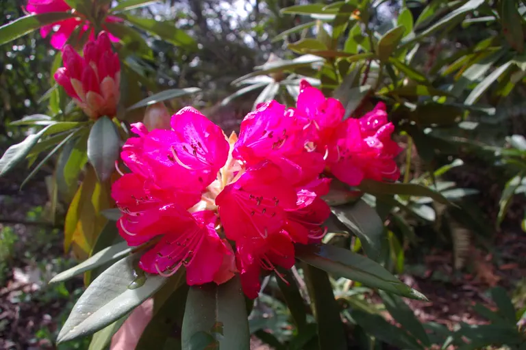 Photo of R. 'Sir Robert Peel', Rhododendron Hybrid