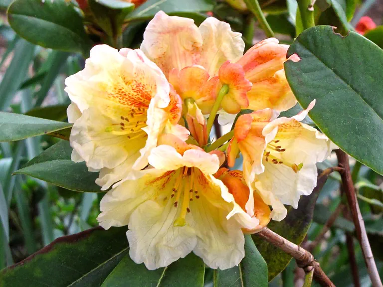 Photo of R. 'Chipper', Rhododendron Hybrid
