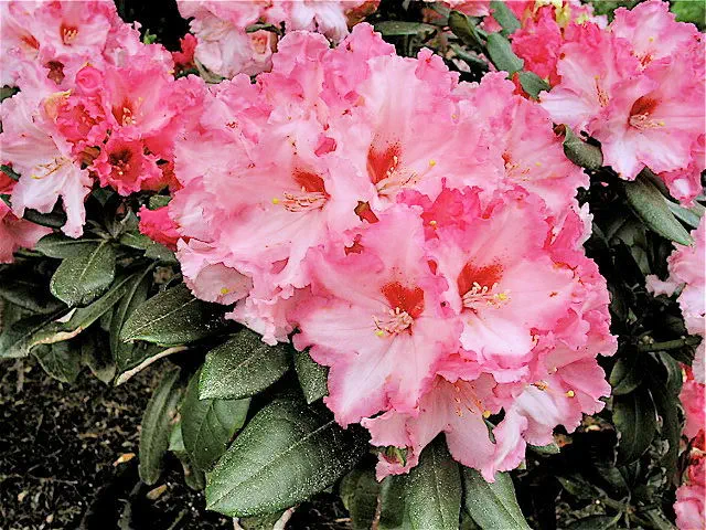 Photo of R. 'Elegant Touch', Rhododendron Hybrid