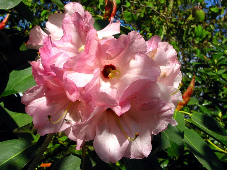 Photo of R. 'Elfenbein', Rhododendron Hybrid