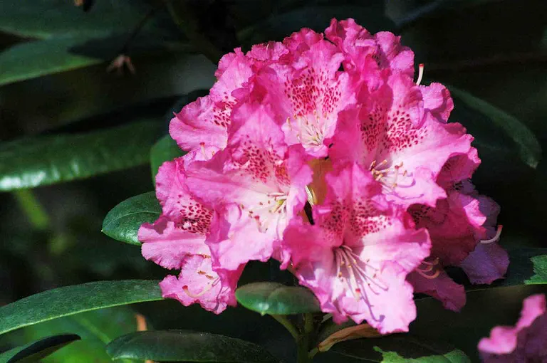 Photo of R. 'Elie', Rhododendron Hybrid