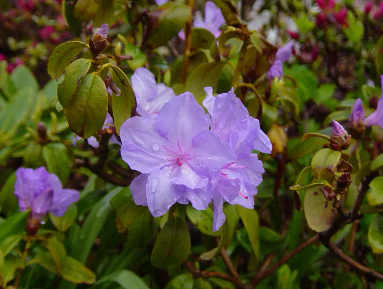 Photo of R. 'Kickoff', Rhododendron Hybrid