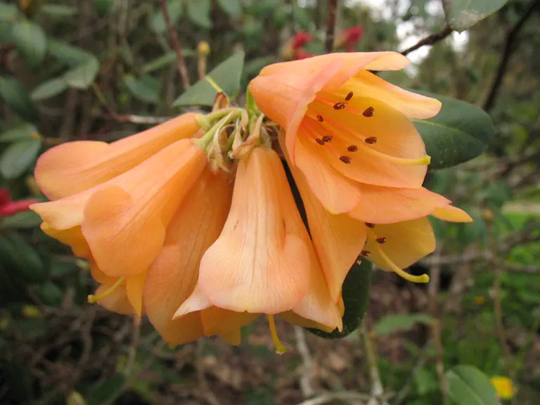 Photo of R. 'Comely Group', Rhododendron Cultivar group