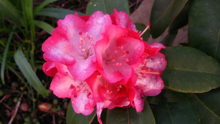 Photo of R. 'Hotline Beauty', Rhododendron Hybrid