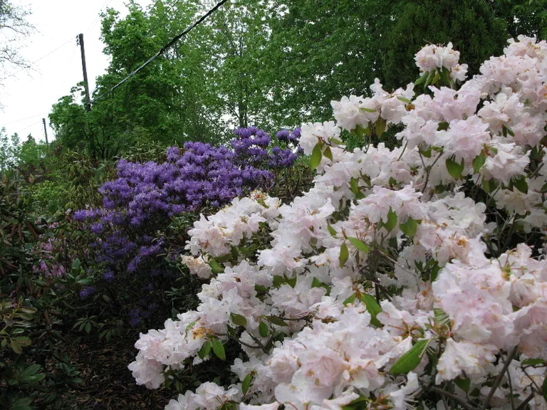 Photo of R. 'Angel Powder', Rhododendron Hybrid