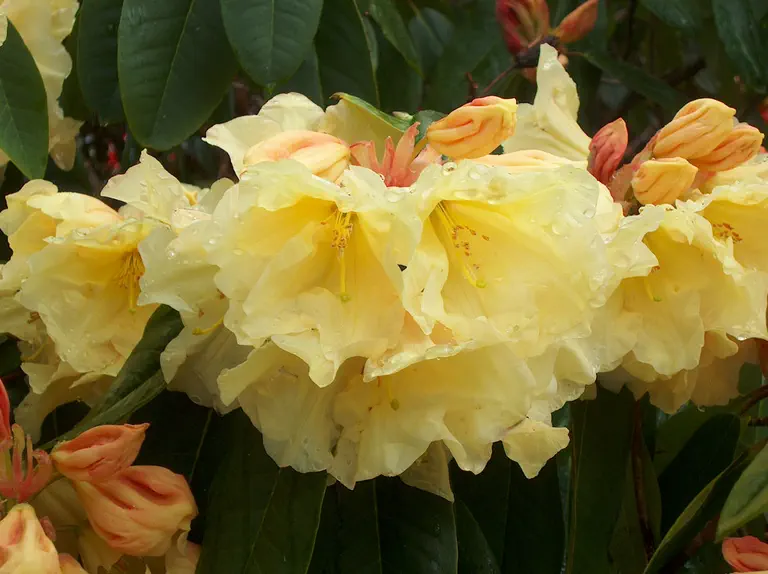 Photo of R. 'Sunspray', Rhododendron Hybrid