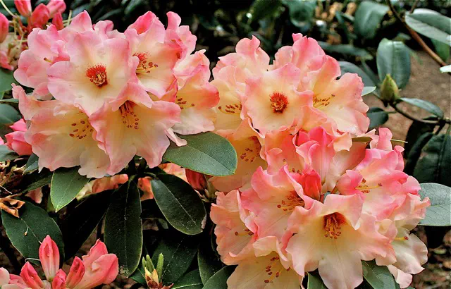 Photo of R. 'April Morn', Rhododendron Hybrid