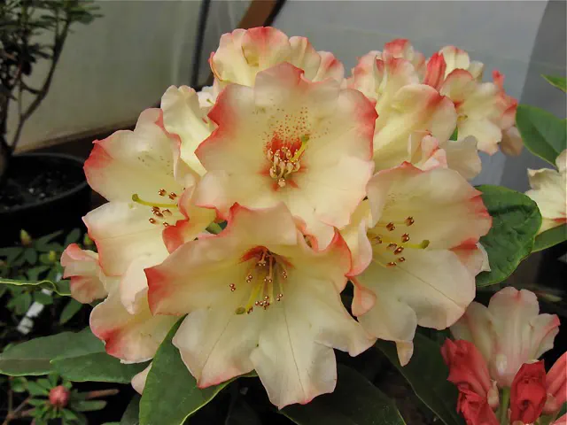 Photo of R. 'Tia', Rhododendron Hybrid
