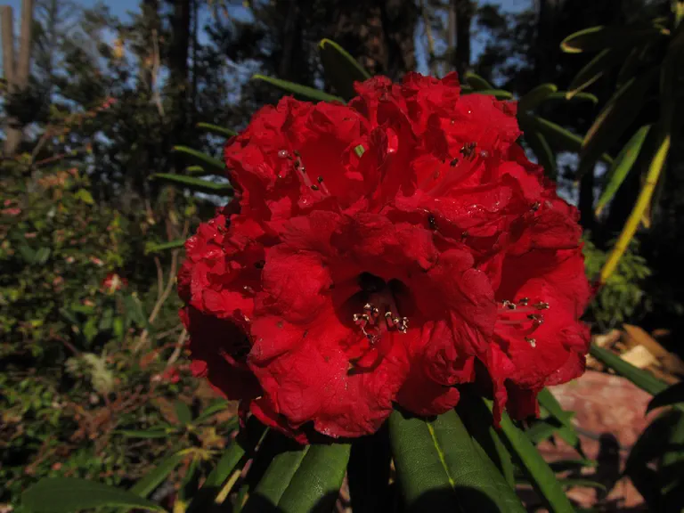 Photo of R. 'Bill Fee', Rhododendron Hybrid