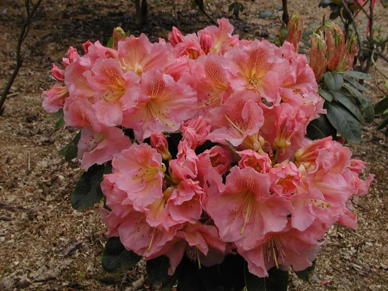 Photo of R. 'Brittany's Oso Fine', Rhododendron Hybrid