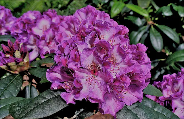 Photo of R. 'Burgundy Mist', Rhododendron Hybrid