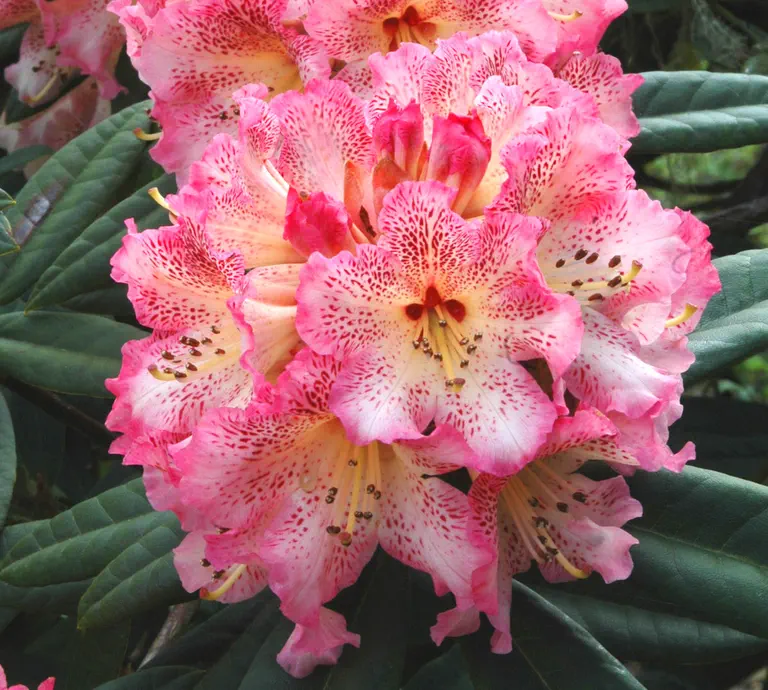Photo of R. 'Cloudburst', Rhododendron Hybrid