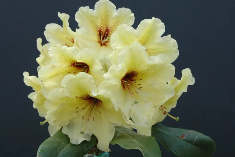 Photo of R. 'Cowles Gold', Rhododendron Hybrid