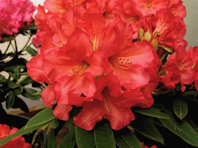 Photo of R. 'Dancing Embers', Rhododendron Hybrid