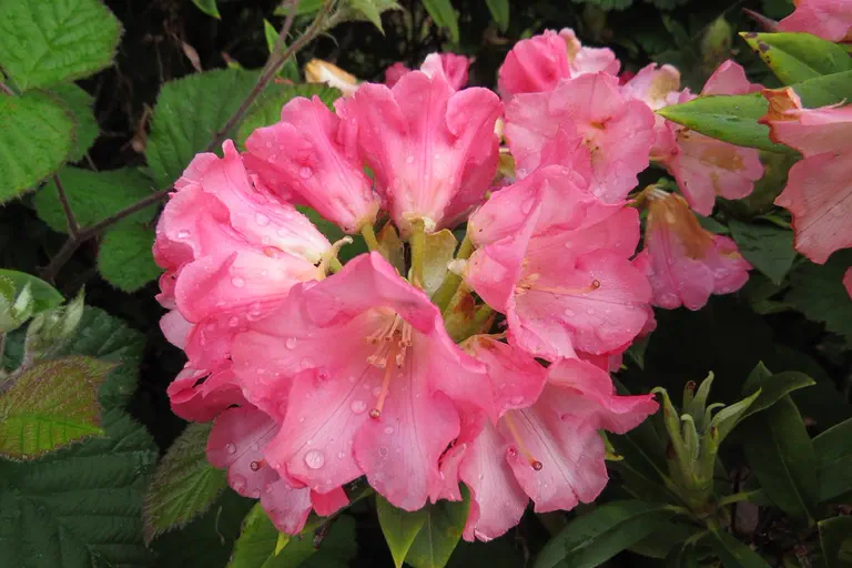 Photo of R. 'Surrey Heath', Rhododendron Hybrid