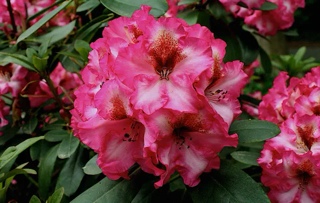 Photo of R. 'Dorothy Bishop', Rhododendron Hybrid