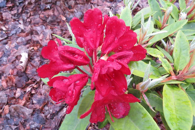 Photo of R. 'Dotella', Rhododendron Hybrid