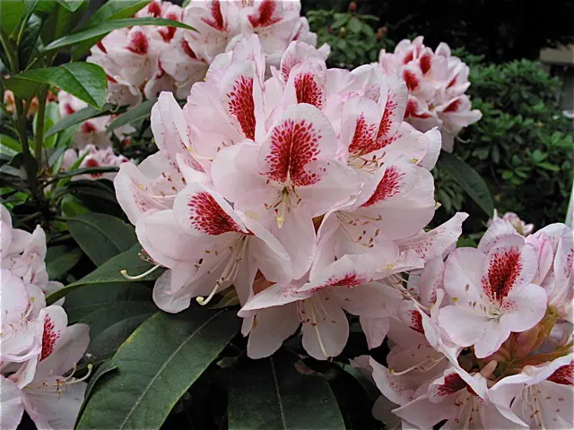 Photo of R. 'First Impression', Rhododendron Hybrid