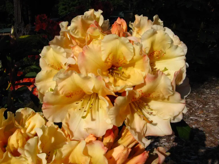 Photo of R. 'Forest Lane', Rhododendron Hybrid