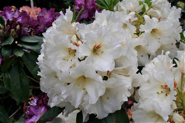 Photo of R. 'Frostlight', Rhododendron Hybrid