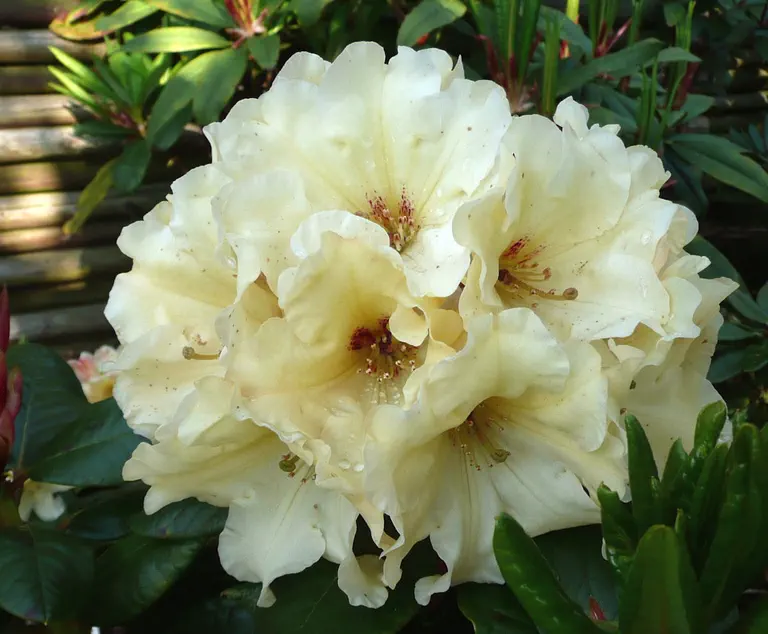 Photo of R. 'Grand Recital', Rhododendron Hybrid