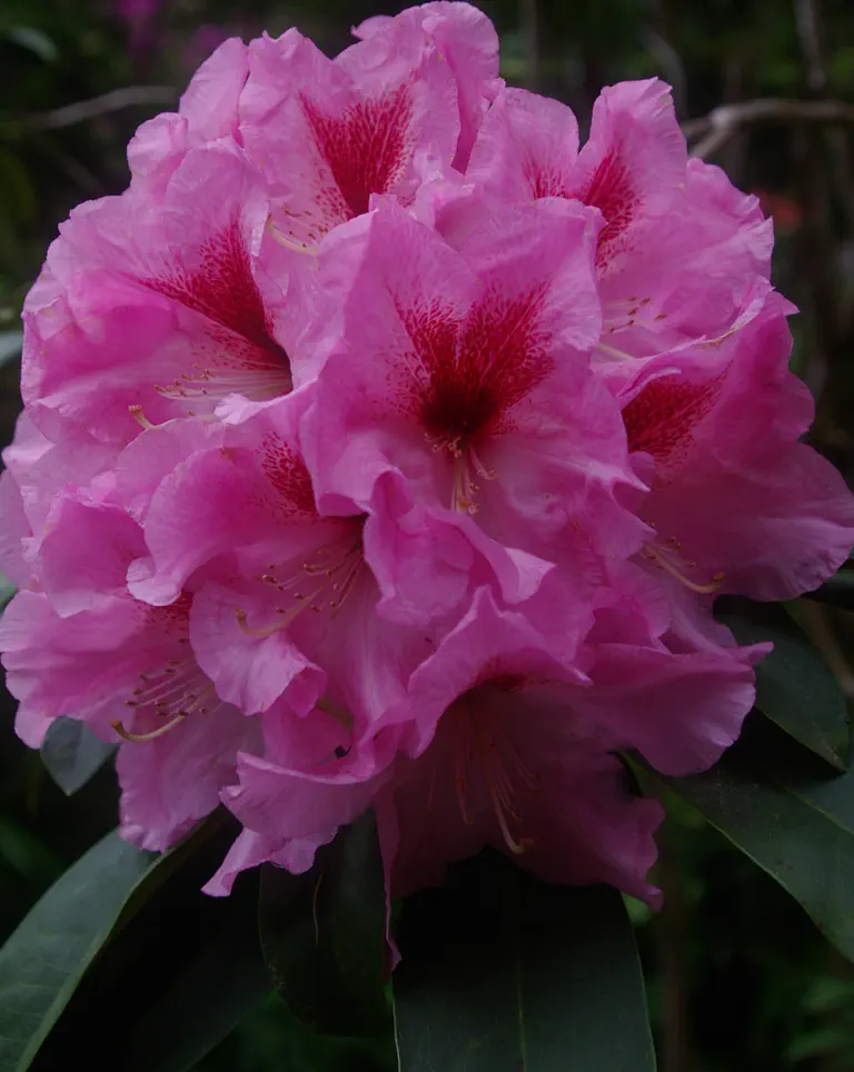 Photo of R. 'Swamp Beauty', Rhododendron Hybrid