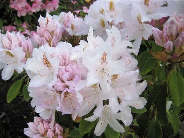 Photo of R. 'Swansdown', Rhododendron Hybrid