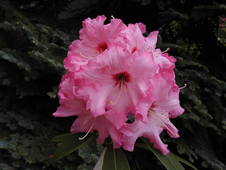 Photo of R. 'Jessie E. Lewis', Rhododendron Hybrid