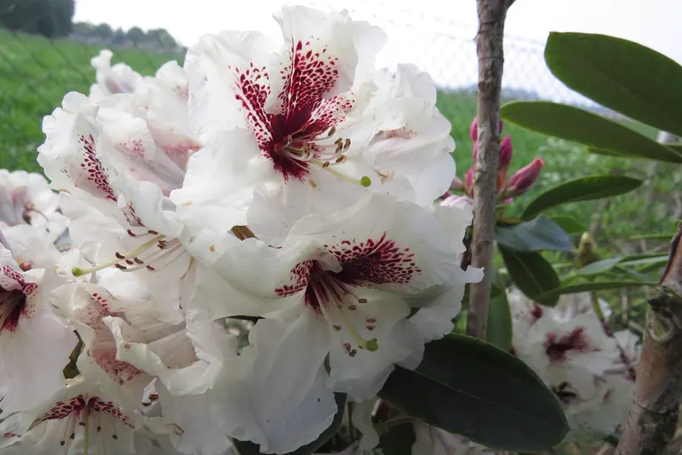 Photo of R. 'Kala Daag', Rhododendron Hybrid