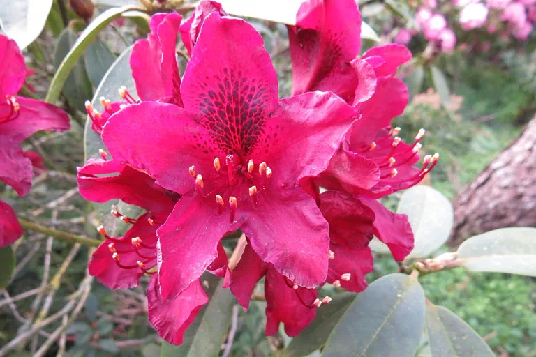 Photo of R. 'Kali', Rhododendron Hybrid