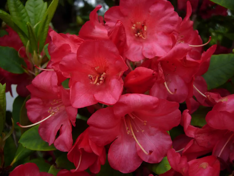 Photo of R. 'Frank Baum', Rhododendron Hybrid