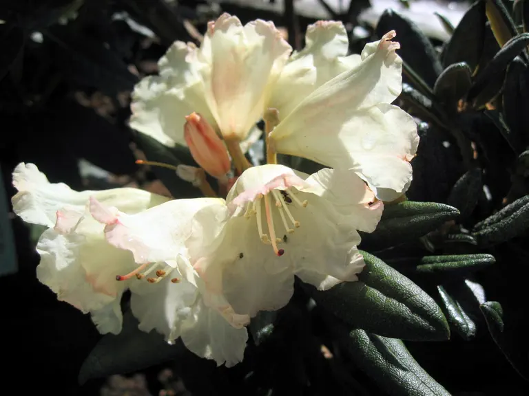 Photo of R. 'Bambi X yakushimanum x proteoides', Rhododendron Hybrid