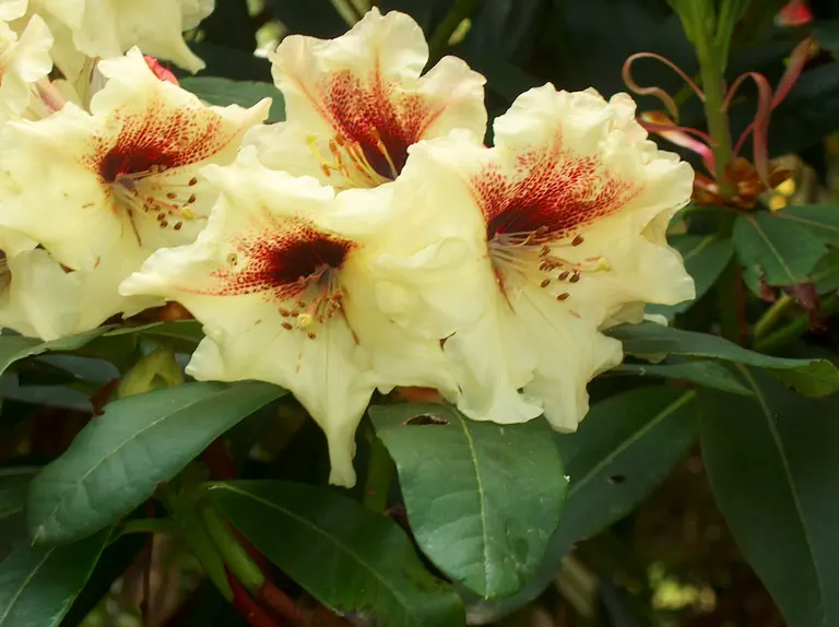 Photo of R. 'Tweedy Bird', Rhododendron Hybrid
