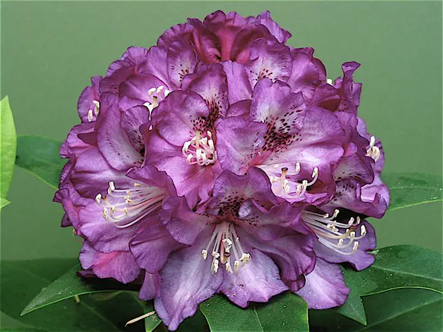 Photo of R. 'Violet Dreams', Rhododendron Hybrid