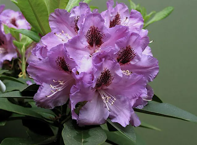 Photo of R. 'Lavender Satin', Rhododendron Hybrid