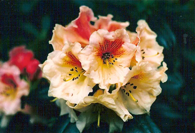 Photo of R. 'Mesquite', Rhododendron Hybrid
