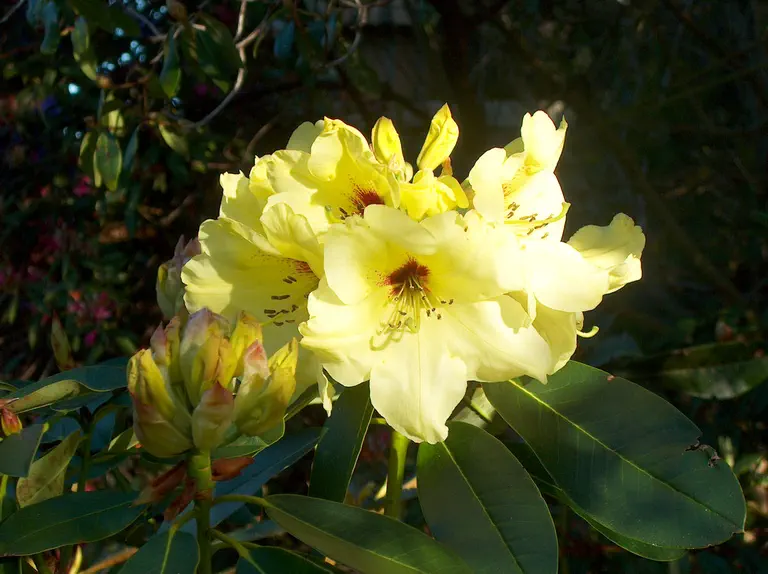 Photo of R. 'Marie Starks', Rhododendron Hybrid