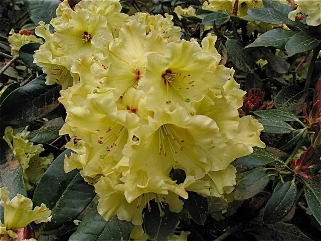 Photo of R. 'Windsong', Rhododendron Hybrid