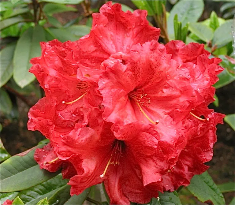 Photo of R. 'Twilight Fire', Rhododendron Hybrid