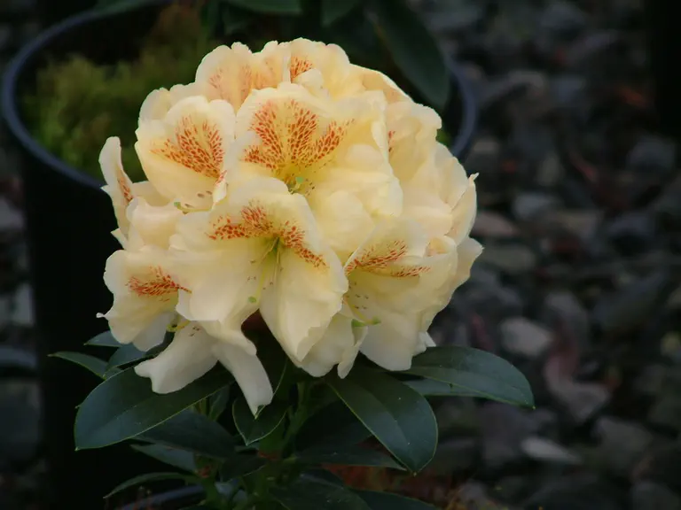 Photo of R. 'Cimmaron Sun', Rhododendron Hybrid