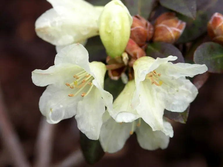 Photo of R. 'Jericho', Rhododendron Hybrid